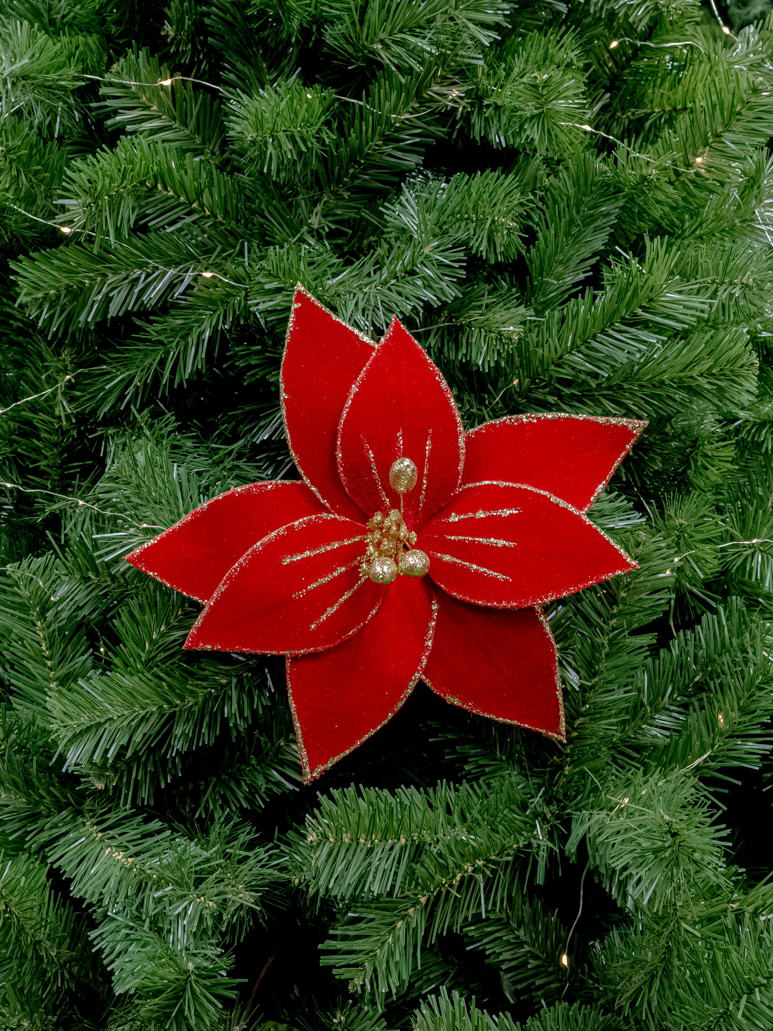 PONCETIA GAMUZADA TYG-25016R